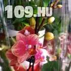 648942_01-orchidea-vasar--cserepes-viragok--17073008575633048491615632611154.jpg