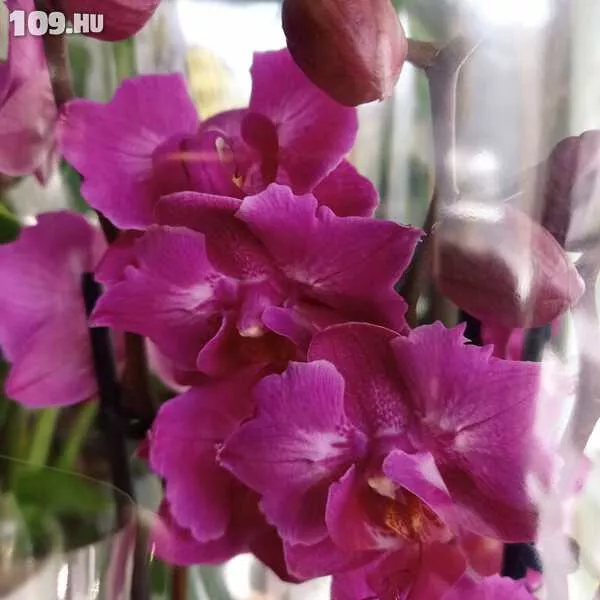 648942_61-orchidea-vasar--cserepes-viragok--17073008111885711476119158142761.jpg