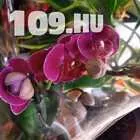 648942_cb-orchidea-vasar--cserepes-viragok--17073008966012134419381442293032.jpg