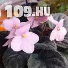 648942_04-orchidea-vasar--cserepes-viragok--16893366121364916648391889215926.jpg