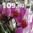 648942_76-orchidea-vasar--cserepes-viragok--16920124121103947972792758401730.jpg