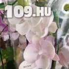 648942_d8-orchidea-vasar--cserepes-viragok--1693318457353695050604748155050.jpg