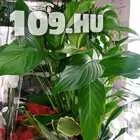 648942_ee-orchidea-vasar--cserepes-viragok--17073009659297111872439561251181.jpg